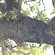 Leopard resting in a tree  
